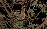 TANZANIA - Lake Natron Tended Camp - 4 Pipistrello